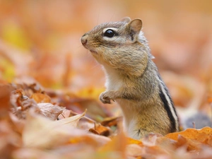 rodent, Autumn, Leaf, Chipmunk