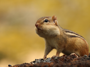 squirrel, Yellow, background, Chipmunk