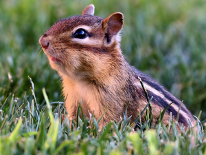 squirrel, grass, Meadow, Chipmunk