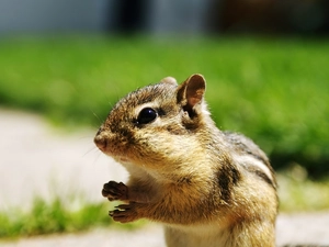 Chipmunk, small, squirrel