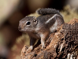 Chipmunk, trees