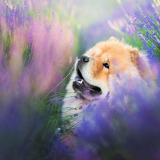 lavender, dog, Chow chow