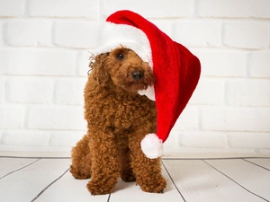 Christmas, dog, poodle