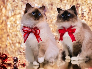 Red, puss, baubles, Christmas, bow, Siamese