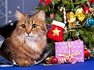 cat, christmas tree, Christmas, gifts