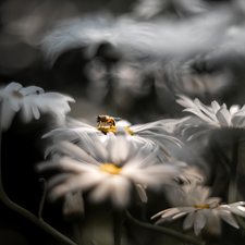 daisy, bee, rapprochement, chrysanthemums