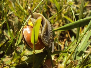 climbing, winniczek, grass
