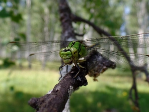 branch, dragon-fly, Close