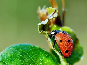 Leaf, Close, drops, water, ladybird