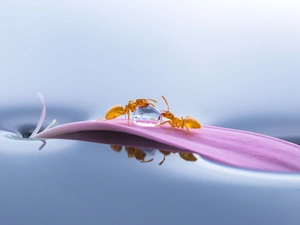 Two, petal, drop, Close, ants, floral