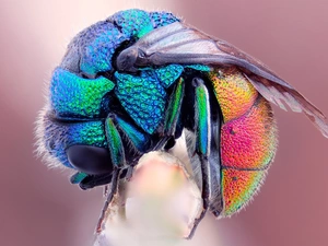 Close, Coloured, fly