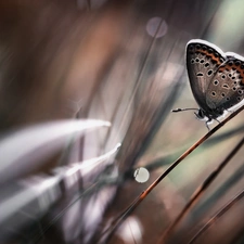 Close, butterfly, grass