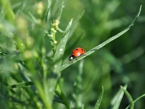 Close, ladybird, grass