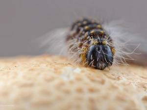 Close, caterpillar, Hairs