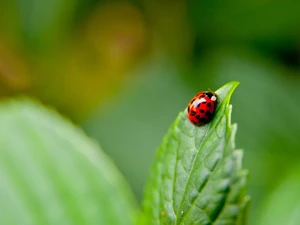 Close, ladybird, leaf