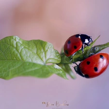 Close, ladybugs, leaf