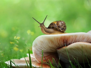 Close, snail, mushrooms