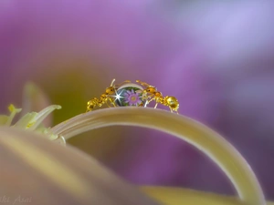 drop, Close, petal, Flowers, ants