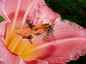 lily, pink, Vespidae, Close, rods, Red