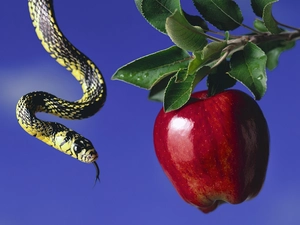Snake, fruit, Apple, close