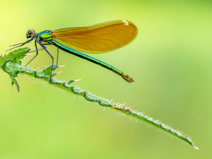 dragon-fly, plant, Close, Calopteryx virgo