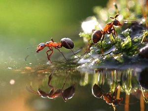 Close, ants, water