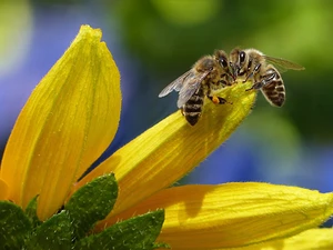 Flower, Close, Yellow, flakes, Bees