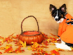 dog, basket, Leaf, clothes