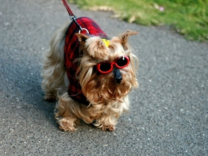 Glasses, Yorkshire Terrier, clothes
