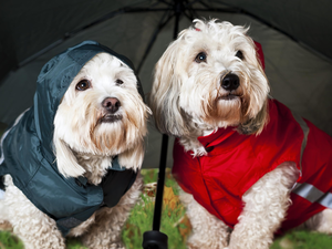White, West, umbrella, clothes, Terrier, Highland