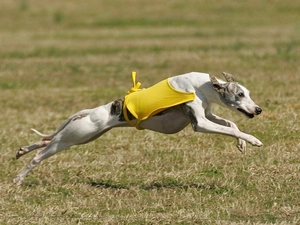 clothes, Whippet, Yellow