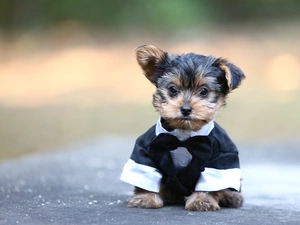 clothes, Puppy, York