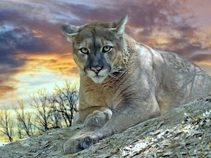 clouds, cougar, cat