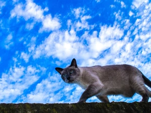 wall, siamese, Sky, clouds, wander, cat