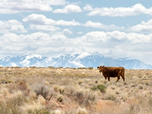 White, clouds, Cow, Mountains, Lonely
