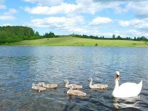 viewes, clouds, lake, trees, Swan