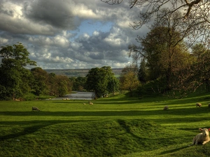 trees, Sheep, brook, clouds, viewes, Meadow