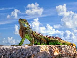 clouds, Iguana, Rocks