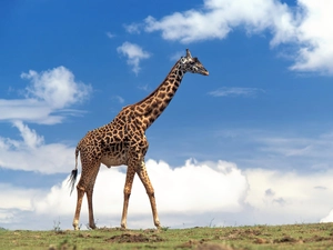 clouds, giraffe, Sky