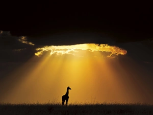 clouds, giraffe, sun