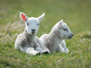 fleecy clouds, Two cars, Tiny