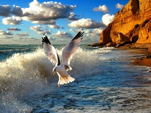 coast, sea, seagull, clouds, rocks, Waves