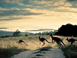 clouds, kangaroo, Way