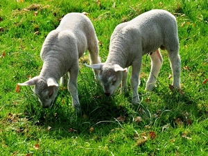 Two cars, fleecy clouds, grass, young