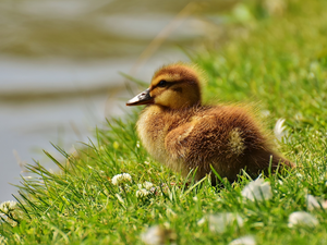 grass, clover, duck, Ducky, small