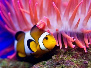 Clown, Coloured, Fish