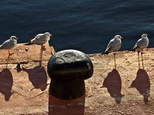 sea, gulls, shadow, coast