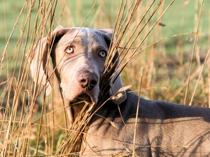 coat, Weimaraner, Grey
