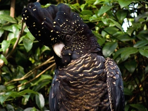 black, trees, viewes, cockatoo