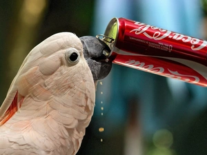 parrot, Can, cola, cockatoo